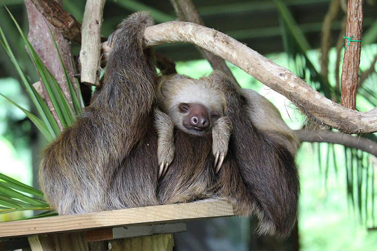 Sloth bear with a cub