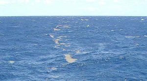 Facts about the Sargasso sea