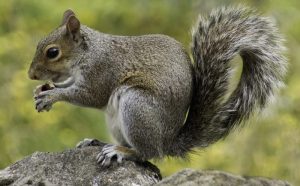 16 Interesting Facts About Squirrels