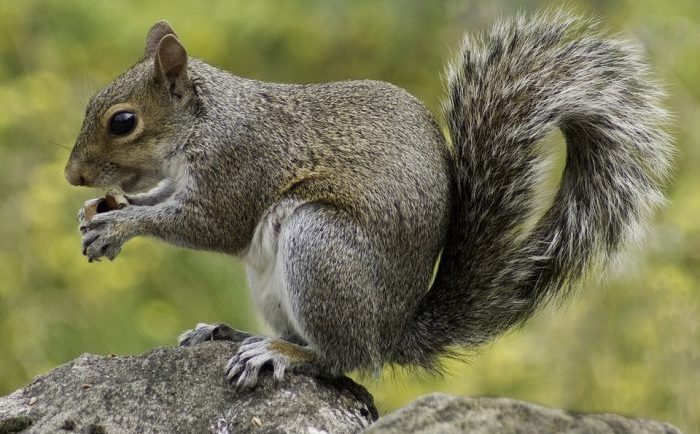 Amazing facts about squirrels
