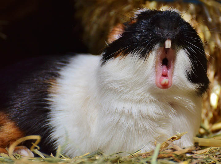30 Interesting Facts About Guinea Pigs - Top Facts
