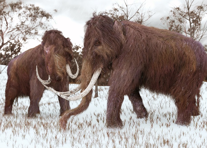 Extinct mammoths