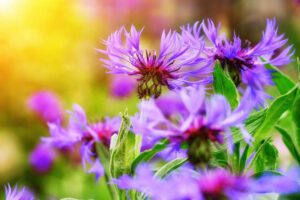 10 Facts About Cornflowers