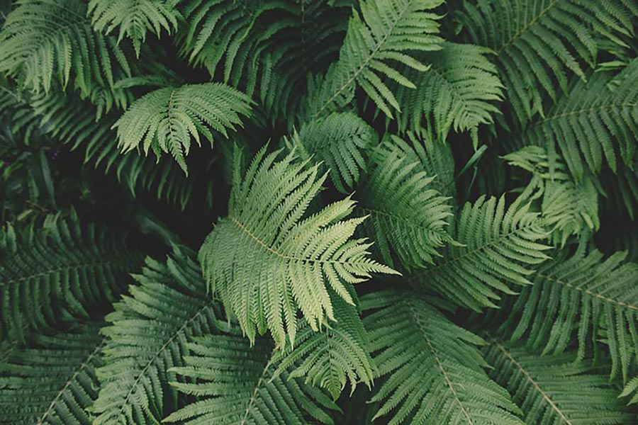 Facts about ferns
