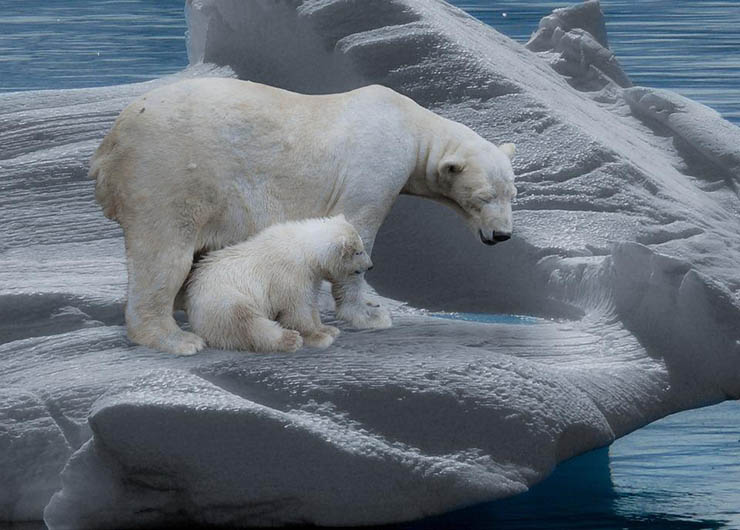 Polar bear with a cub