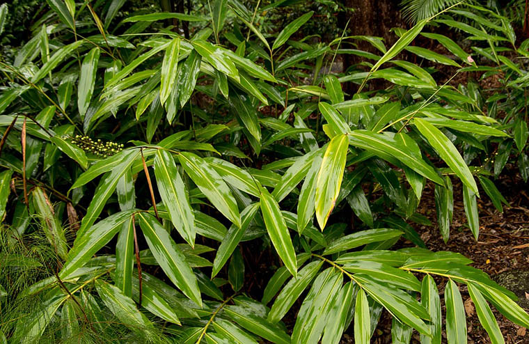 Plants of the rainforest biome