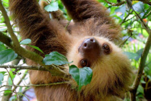 15 Facts About The Sloth