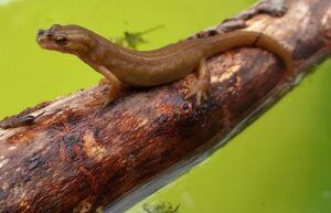 Facts about newts