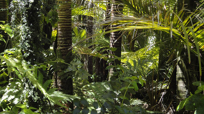 Facts about the rainforest biome