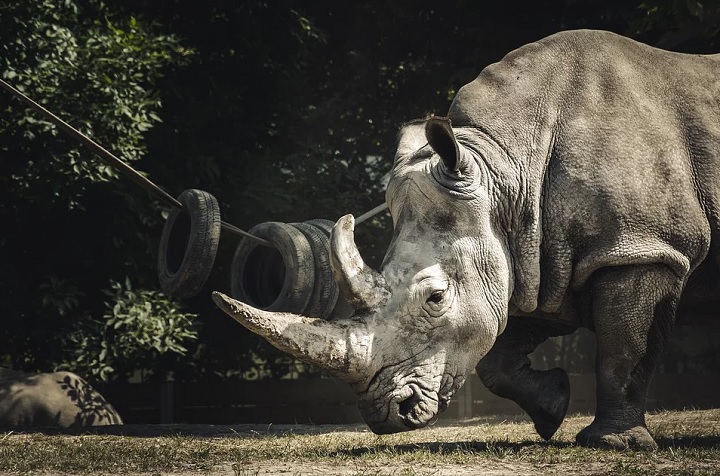 Facts about rhinos