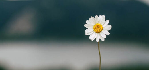 Facts about daisies