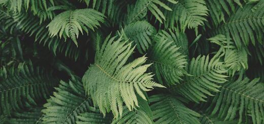 Facts about ferns
