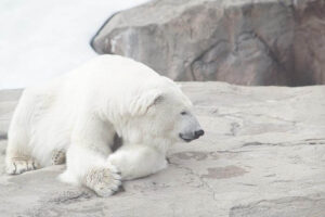 20 Facts About Polar Bears