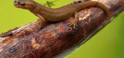 Facts about newts