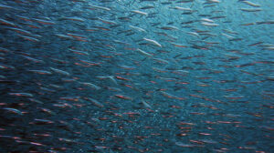 10 Facts About The Marine Biome & Oceans