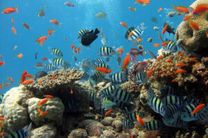 15 Cool Facts About The Coral Reef Biome