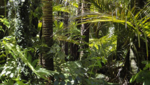 10 Facts About The Rainforest Biome